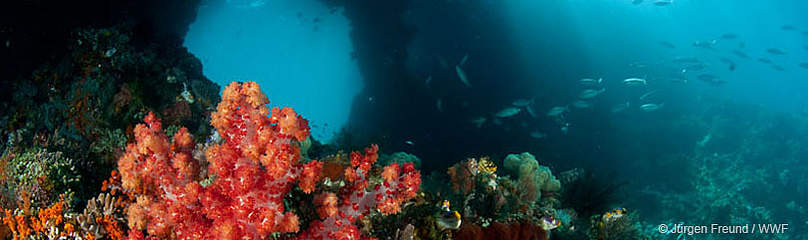 Coral Reefs. Raja Ampat, West Papua, Indonesia
© Jürgen Freund / WWF
© Jürgen Freund / WWF